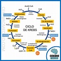 Ciclo de Krebs | Explicacion paso a paso | Resumen Bioquimica