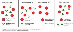 Blutgruppen Übersicht im AB0-System - Welche Blutgruppen gibt es: