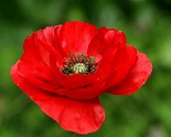 The Red 'Flanders' Poppy | Florist with Flowers