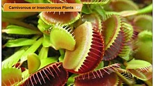 Carnivorous or Insectivorous Plants | Environmental Studies Class 5 ...