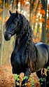 Madera el frisón, frisia, frisones, caballo negro, animales, caballos ...