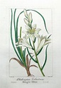 PHALANGIUM LILIASTRUM ST BRUNO S LILY P Bessa Antque Botanical Print c1820 | Botanical ...