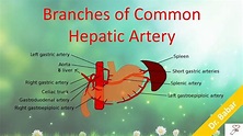 Branches of Common Hepatic Artery - YouTube