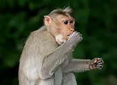 File:Monkey eating.jpg - Wikipedia