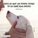 70 Frases de Perros TOP con imágenes y fotos | FeelCats