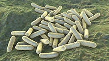 Morganella morganii bacteria, illustration - Stock Image - F037/3685 ...