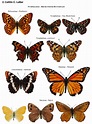 Northwest Butterflies: Naming Lepidoptera | Types of butterflies ...