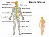 Resumen del Sistema Nervioso: órganos, características, función ...