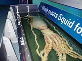 10 Rare Sightings of the Giant Squid (Incredible Video Footage) - Owlcation