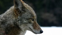 Family: Canidae - Wiki; Image ONLY