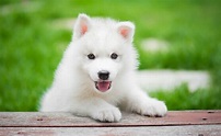 4 consejos para que un Husky Siberiano blanco sea tranquilo