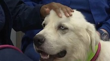 Casper, el perro ovejero que mató a 8 coyotes - Cuballama Noticias