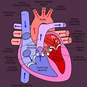 Ciclo cardíaco: sístole y diástole