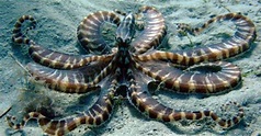 Pulpo mimético (Thaumoctopus mimicus) ~ Naturaleza Insólita
