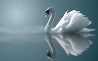 Swan Wallpapers - Top Free Swan Backgrounds - WallpaperAccess