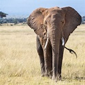 The African Elephant | An African Heritage | African Safaris Tours