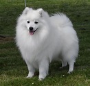 Japanese Spitz Info, Size, Temperament, Lifespan, and Pictures