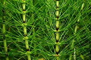 Horsetail (Equisetum arvense) - Integrative Lifestyle
