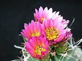Details 100 cactus de flores rosas - Abzlocal.mx