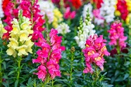 How To Grow Snapdragons - The Unique Flower With Hinged Blooms