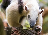 Pet Silky Anteater - Anna Blog