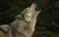 Howling wolf - Wolves Photo (37003575) - Fanpop