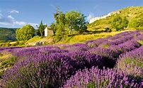 ***Lavender (Provence, France) [photographer unknown] | Paysage, Champs ...