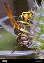 Bee-killer wasp, Bee-killer (Philanthus triangulum), female feeding on ...