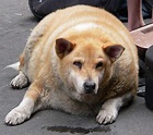 可愛胖動物 原來有這麼多肥胖症動物啊？！ | 宅宅新聞