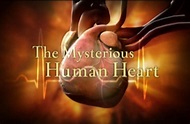 The Mysterious Human Heart | davidgrubin