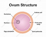 Ovum structure, illustration - Stock Image - F037/4429 - Science Photo ...