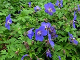 Blue Geraniums - Enthusiastic Gardener