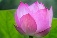 Shadow focus photography of pink Lotus, lotus flower HD wallpaper ...