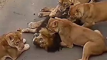 Leonas matan a un León- León atacado por leonas - YouTube
