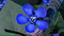 Blauer Oleander | Drachenzähmen leicht gemacht Wiki | FANDOM powered by ...