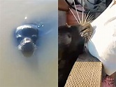獸性大發？海獅探頭秒把女童拖下水 驚悚瞬間影片曝光 - 國際 - 自由時報電子報