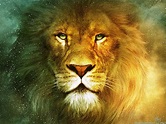 Beautiful Lion Wallpapers - Lion Hd Wallpaper Download - 1280x1024 ...