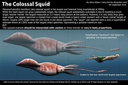 The Colossal squid by Harry Wilson on Deviantart | Colossal squid ...