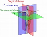 Anatomische Lage- und Richtungsbezeichnungen - Wikiwand