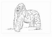 Gorila de Montaña para colorear, imprimir e dibujar –ColoringOnly.Com