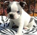 Baby Boston Terrier | Baby boston terriers, Cute dogs breeds, Boston ...