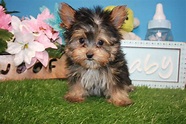Yorkshire Terrier Puppies For Sale - Long Island Puppies