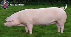 Raza porcina Landrace: características generales » Médico Veterinario ...