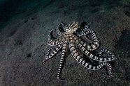 7 Fun Facts About The Majestic Mimic Octopus! - OctoNation - The ...