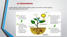Organismos Productores las Plantas 5 CCNN - YouTube