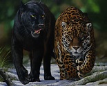 Quadro Onça e Pantera Negra | Pintura a óleo - Elton Brunetti Art