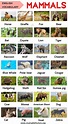 Mammals: List of Mammal Names in English with ESL Picture! – My English ...