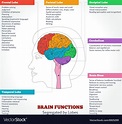 Human brain anatomy and functions Royalty Free Vector Image