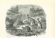 Paul Gervais - The Kangaroos - Original Lithograph by Paul Gervais ...