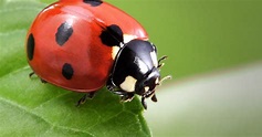 What's with all of the ladybugs?